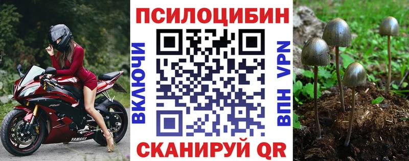 Псилоцибиновые грибы Psilocybe  цена   Шиханы 